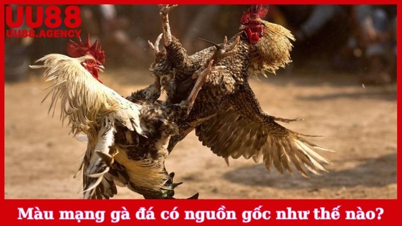 Màu mạng gà đá có nguồn gốc như thế nào?