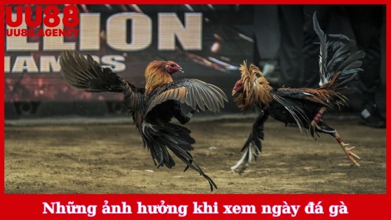 Những ảnh hưởng khi xem ngày đá gà